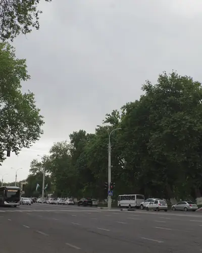 A wide avenue lined with tall trees under an overcast sky